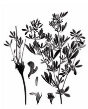 Load image into Gallery viewer, Flower Drawing of Alfalfa Flowers, Mieli Thun.