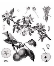 Load image into Gallery viewer, Flower Drawings of Mieli Thun's apple blossom trees.