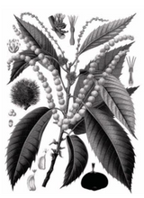 Load image into Gallery viewer, Flower drawing of chestnut tree flowers - Mieli Thun honey.
