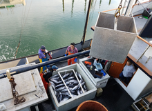 Load image into Gallery viewer, Tuna Boat Unloading, Oregon