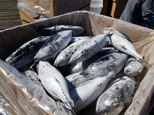 Load image into Gallery viewer, Frozen Tuna Coming off the Boat in Charleston, Oregon
