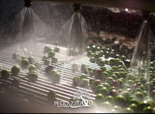 Load image into Gallery viewer, Cleaning the olives at Petrazzoli Italy