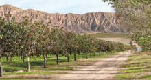 Load image into Gallery viewer, Pistachio Grove