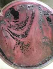 Load image into Gallery viewer, Grape Must Cooking at Acetaia San Giacomo.