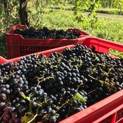 Load image into Gallery viewer, Vinegar Grapes