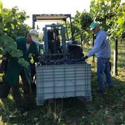 Load image into Gallery viewer, San Giacomo Grape Harvest