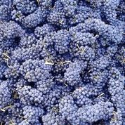 Load image into Gallery viewer, Vinegar Grapes