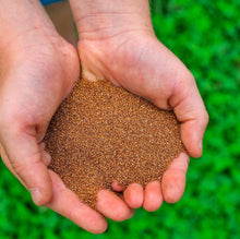 Load image into Gallery viewer, Maskal brown teff grain in hands of farmer, with green background.