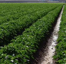 Load image into Gallery viewer, Burlap &amp; Barrel Hatch Green Chili Powder farm
