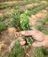 Load image into Gallery viewer, Burlap &amp; Barrel Herbes de Provence Heirloom Spice Blend from France
