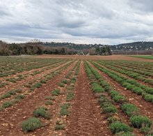 Load image into Gallery viewer, Burlap &amp; Barrel Herbes de Provence Heirloom Spice Blend from France
