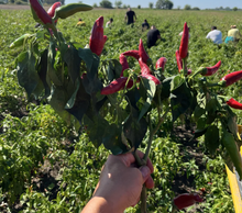 Load image into Gallery viewer, Burlap &amp; Barrel Hungarian Noble Sweet Paprika
