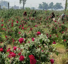Load image into Gallery viewer, Spice Damask Rose Petals, Ground (Uttar Pradeshi, India) - Jar
