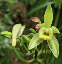 Load image into Gallery viewer, Burlap &amp; Barrel Vanilla Flower
