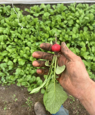 Canewater Farm Organic Radishes