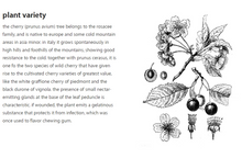 Load image into Gallery viewer, Cherry Blossom Tree Honey Raw Monofloral (Italy) - Jar
