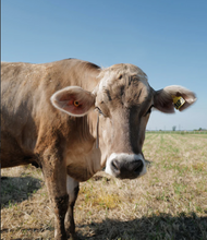 Load image into Gallery viewer, Valserena brown cow Parmigiano Reggiano cheese 
