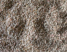 Load image into Gallery viewer, Rancho Gordo Brown Puglia Lentils, Italy
