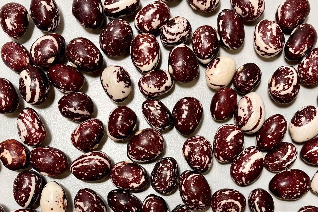 Zursun Good Mother Stallard Heirloom Beans