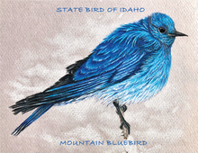 Load image into Gallery viewer, color pencil drawing of Idaho Mountain Blue Bird 

