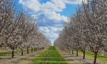 Load image into Gallery viewer, Almondipity Almond Orchard in Bloom
