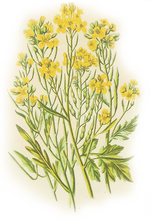 Load image into Gallery viewer, Mustard Flowers Illustration
