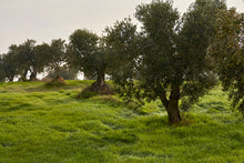 Load image into Gallery viewer, Old growth VEA olive groves in Spain
