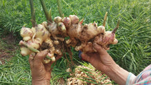 Load image into Gallery viewer, Burlap &amp; Barrel Buffalo Ginger Farmer holding large fresh ginger root in field
