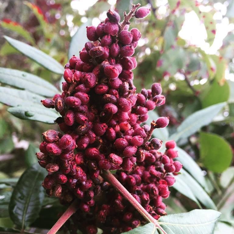 sumac seeds for planting Best Cured Sumac Spice (Turkey)