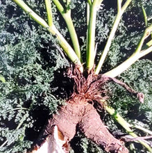 Load image into Gallery viewer, Wild Hing plant with roots.
