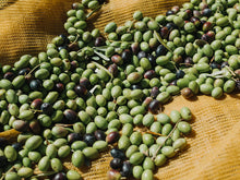 Load image into Gallery viewer, Olives freshly picked, on a drop cloth at De Carlo in Puglia, Italy
