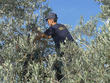Load image into Gallery viewer, Olive Harvest by Hand at De Carlo, Puglia, Italy
