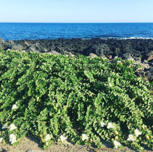 Load image into Gallery viewer, Wild Sicilian capers growing near the rocky shore with blue ocean in background.

