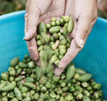 Load image into Gallery viewer, Hand-full of freshly picked raw green capers, in blue tub.
