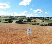 Load image into Gallery viewer, Molino Paolo Mariani Wheat Field
