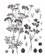 Load image into Gallery viewer, Botanical drawing of the coriander plant, Mieli Thun.
