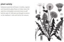 Load image into Gallery viewer, Mieli Thun Dandelion Honey plant variety with floral drawing.
