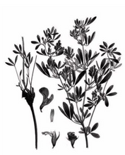 Load image into Gallery viewer, Flower Drawing of Alfalfa Flowers, Mieli Thun.
