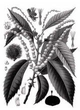 Load image into Gallery viewer, Flower drawing of chestnut tree flowers - Mieli Thun honey.

