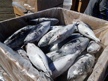 Load image into Gallery viewer, Frozen Tuna Coming off the Boat in Charleston, Oregon
