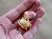 Load image into Gallery viewer, Pistachio in Hand

