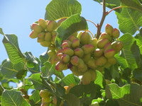 Load image into Gallery viewer, Pistachios Growing on Tree
