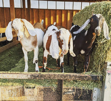 Load image into Gallery viewer, Winter Winds Farm&#39;s Goats, Victor, Idaho
