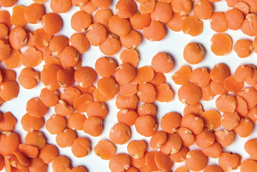 Red Chief Lentils (USA) Dried